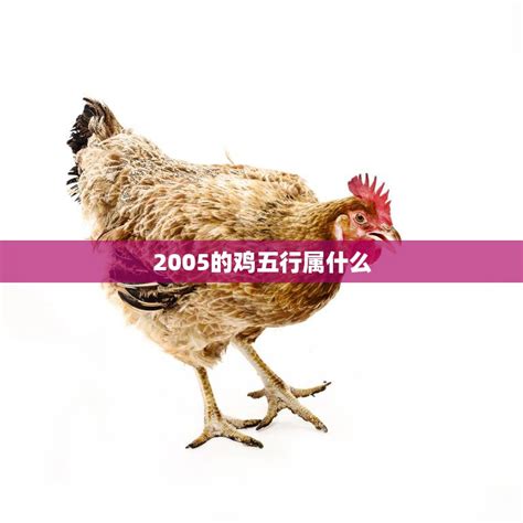 2005年五行属什么|2005属鸡五行属什么命 2005属鸡五行属什么命缺什么